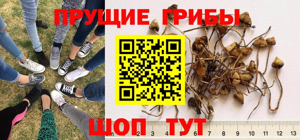 Псилоцибиновые грибы мухоморы Гусев