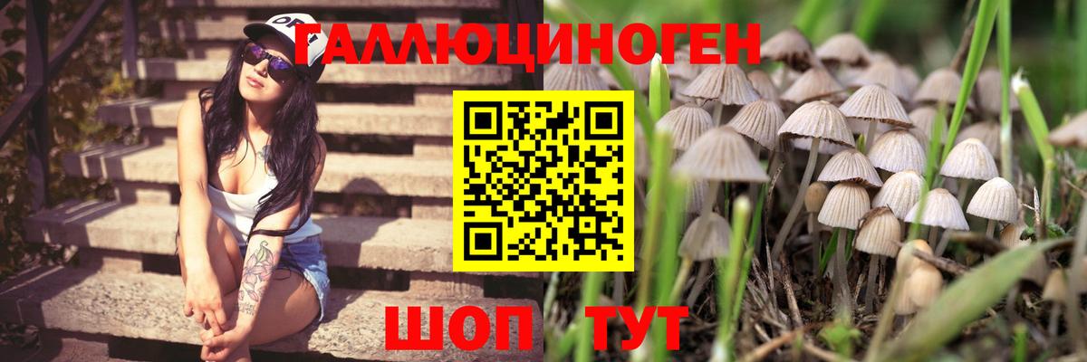Гусев  Псилоцибиновые грибы мухоморы  Вход с VPN 